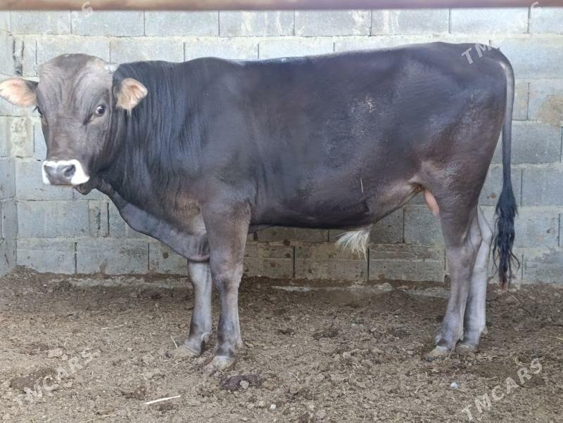 arassa siwes okuz - Gökdepe - img 1