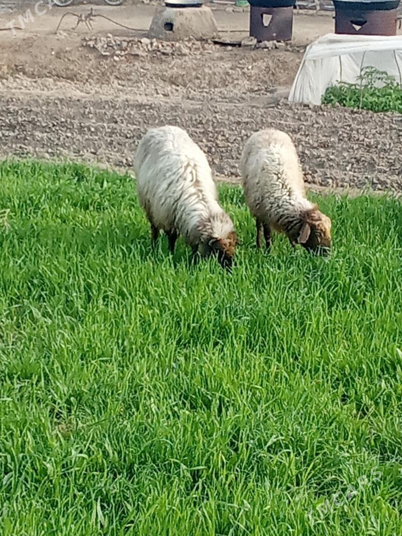 Goýun - Mary - img 1