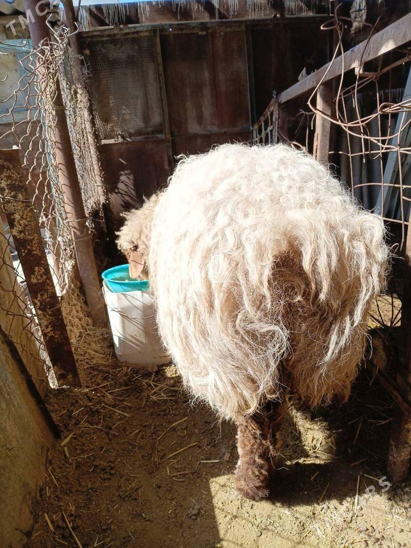 goyun bakylan - Ak bugdaý etraby - img 1