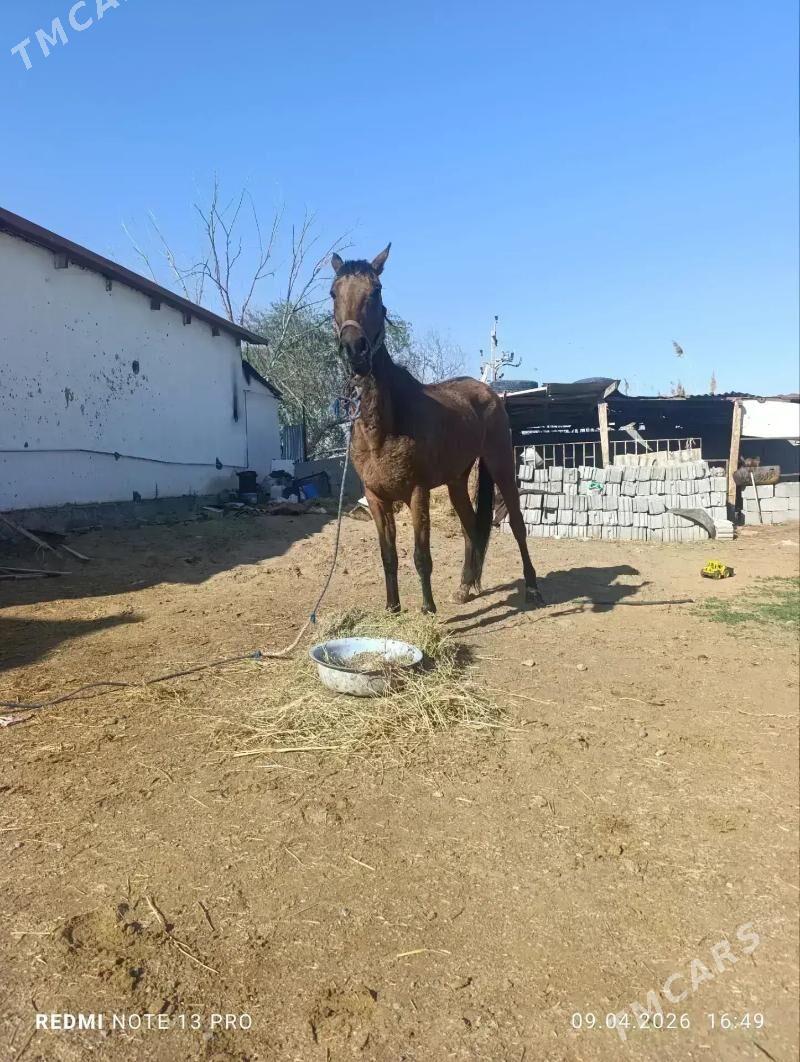 at - Гарадамак - img 1