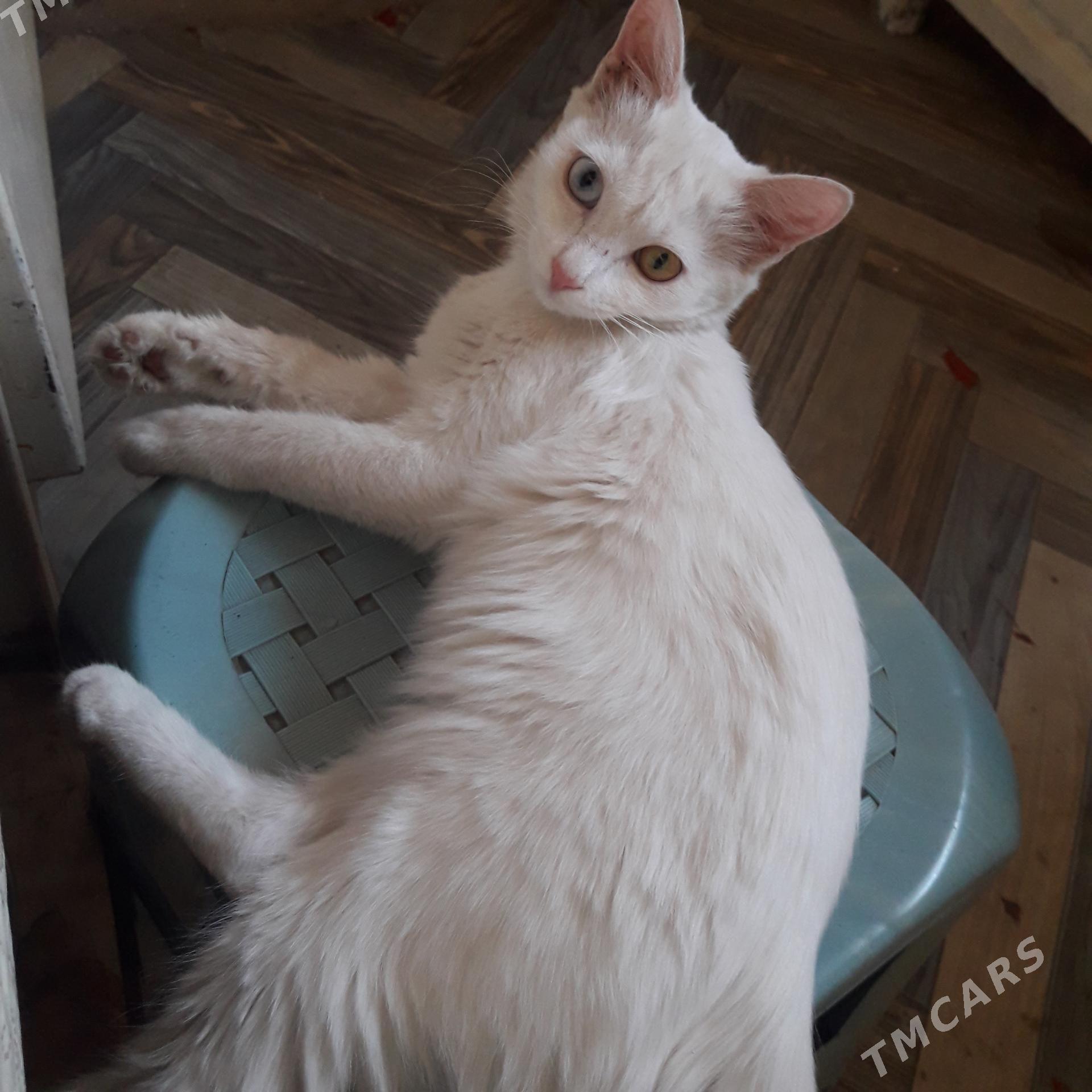 белая разноглазая - Türkmenabat - img 1