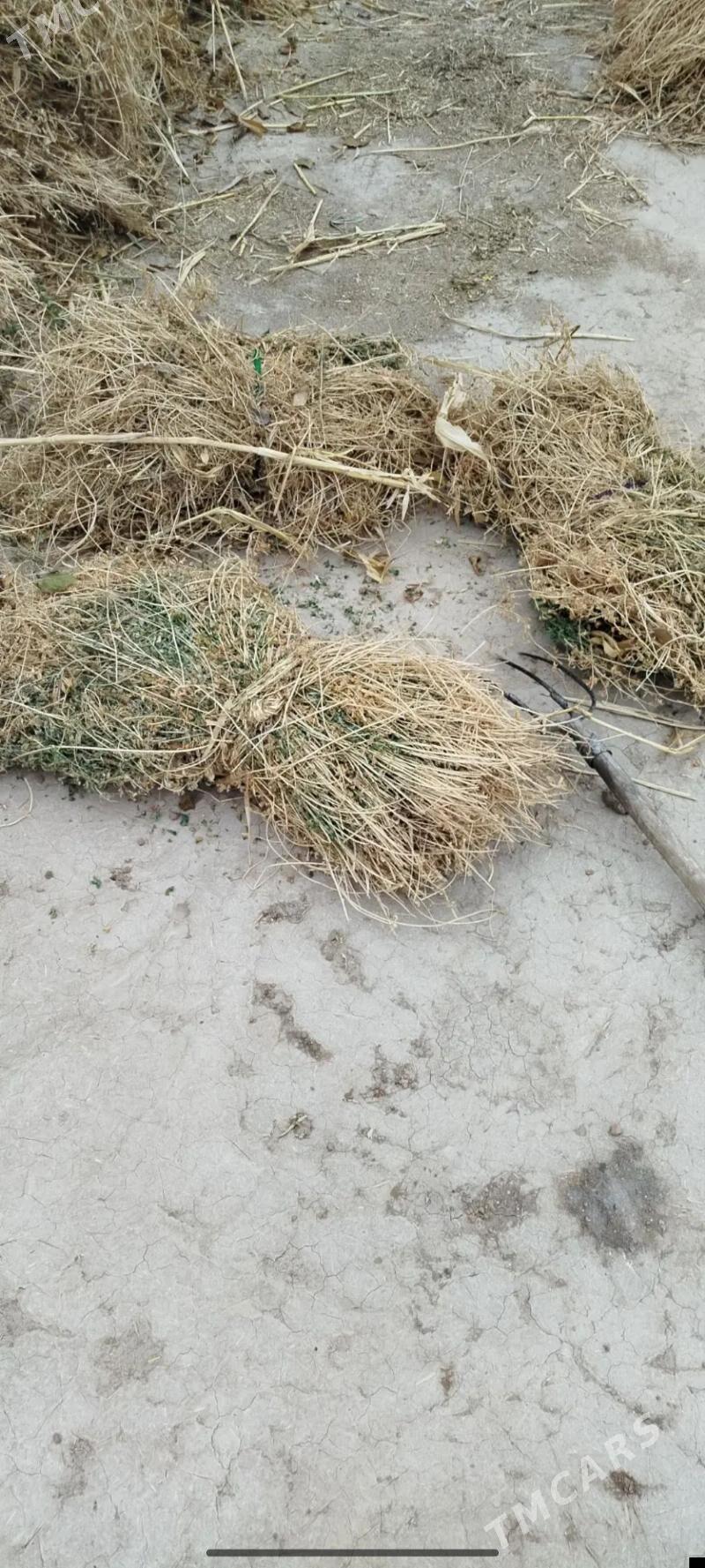 ýorunja йорунжа - Гороглы (Тагта) - img 1