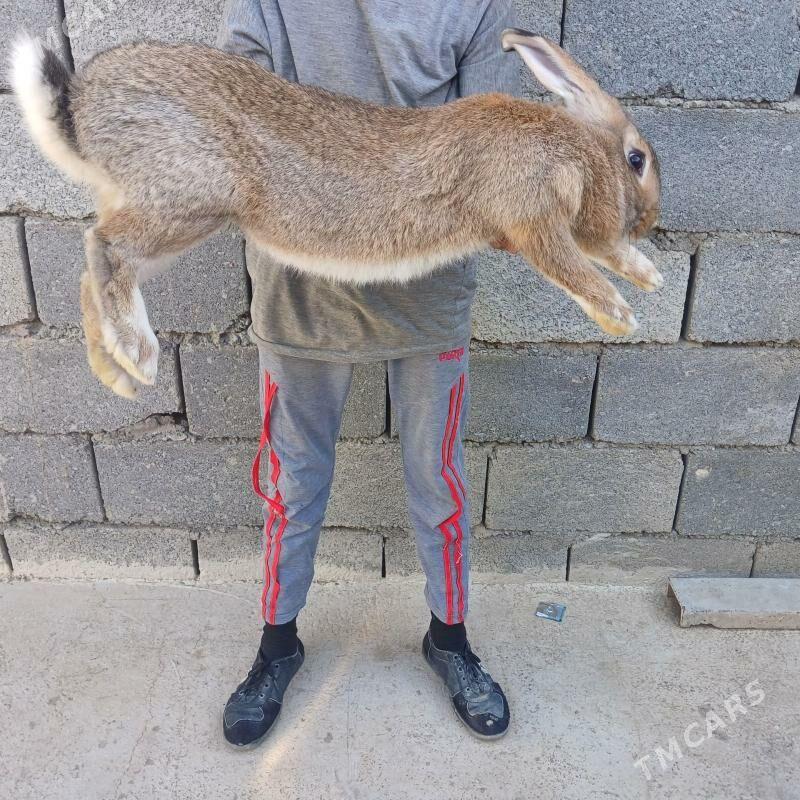 Welikan towşan cagasy - Gökdepe - img 1