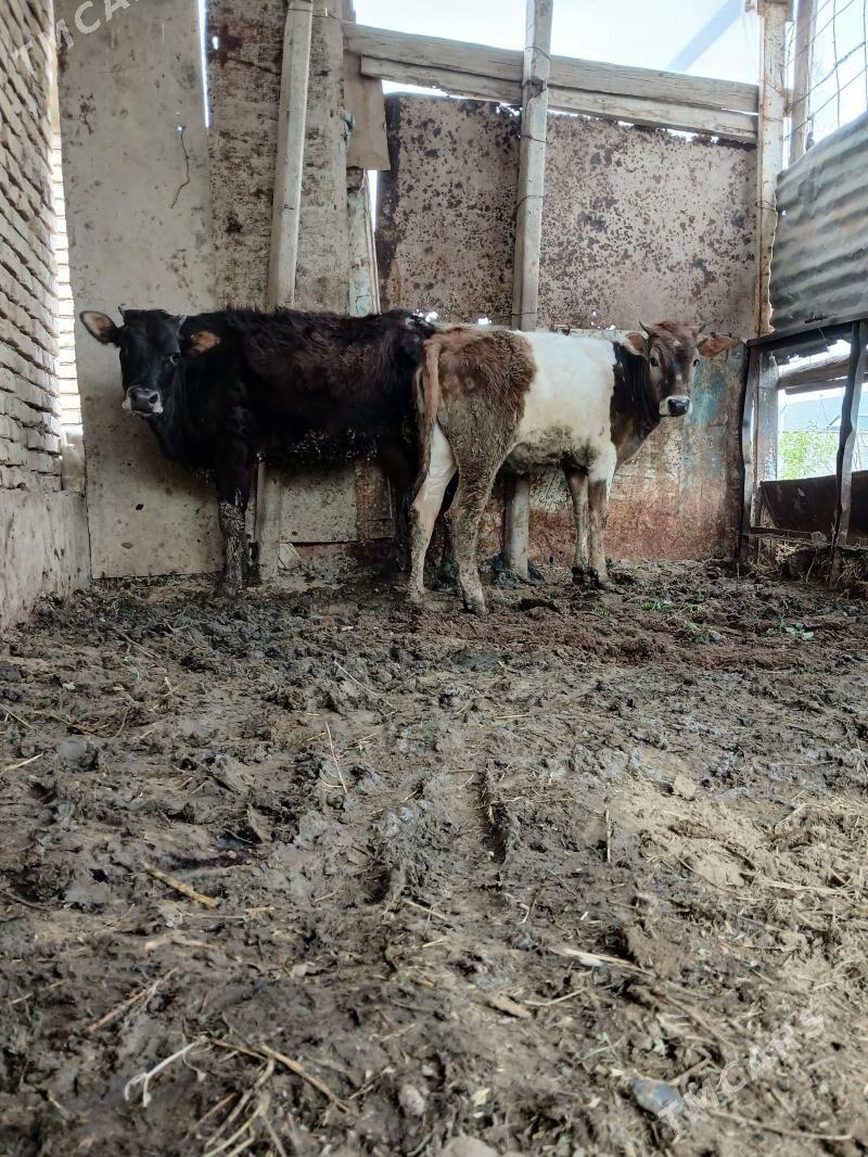 tuwe gole - Гёкдепе - img 1