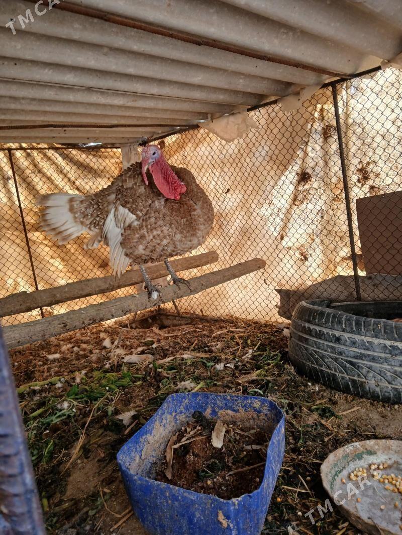 OVGAN INDUK - Керки - img 1