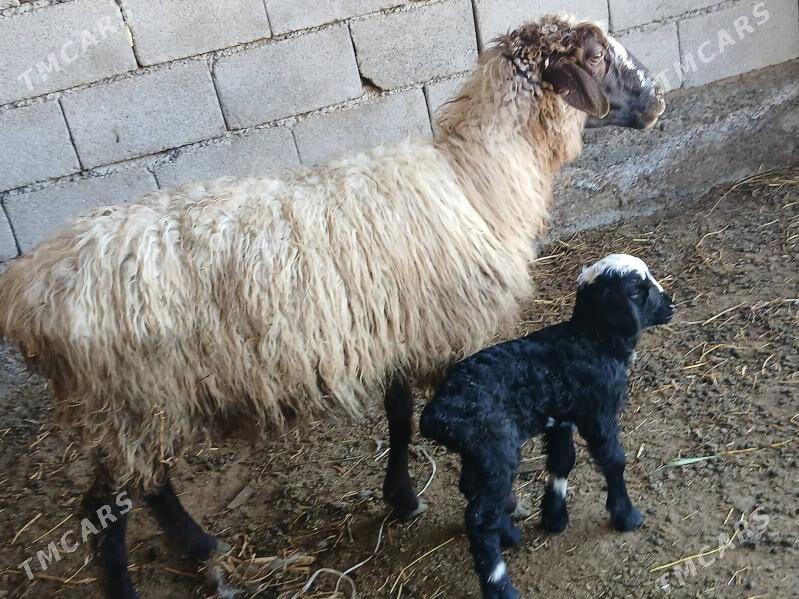 Gysary guzyly goyyn - Ашхабад - img 1