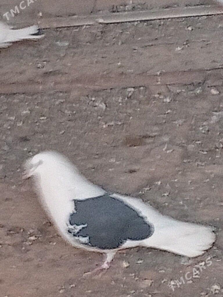 boky kepderi - Векильбазар - img 1