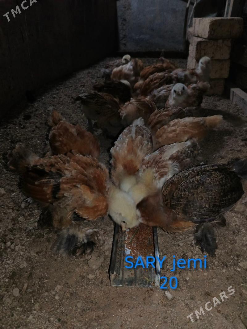 Arassa brama - Мары - img 1