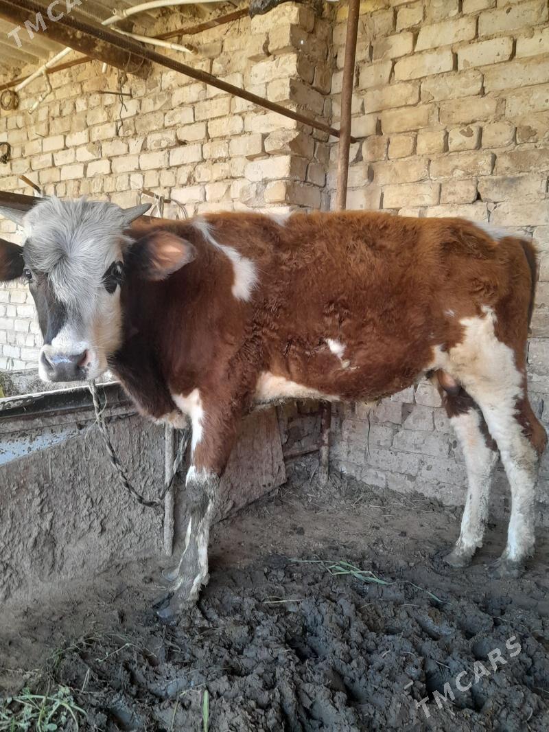 Okuz - Gypjak - img 1