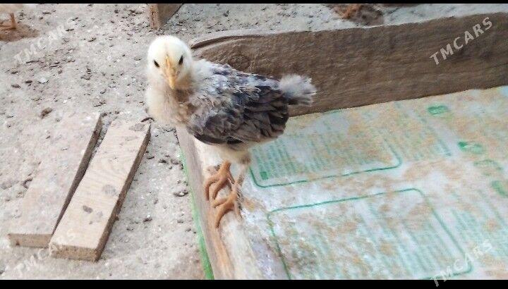 juyje - Gyzylarbat - img 1