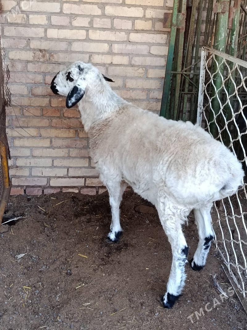 tohum goç - Türkmenabat - img 1