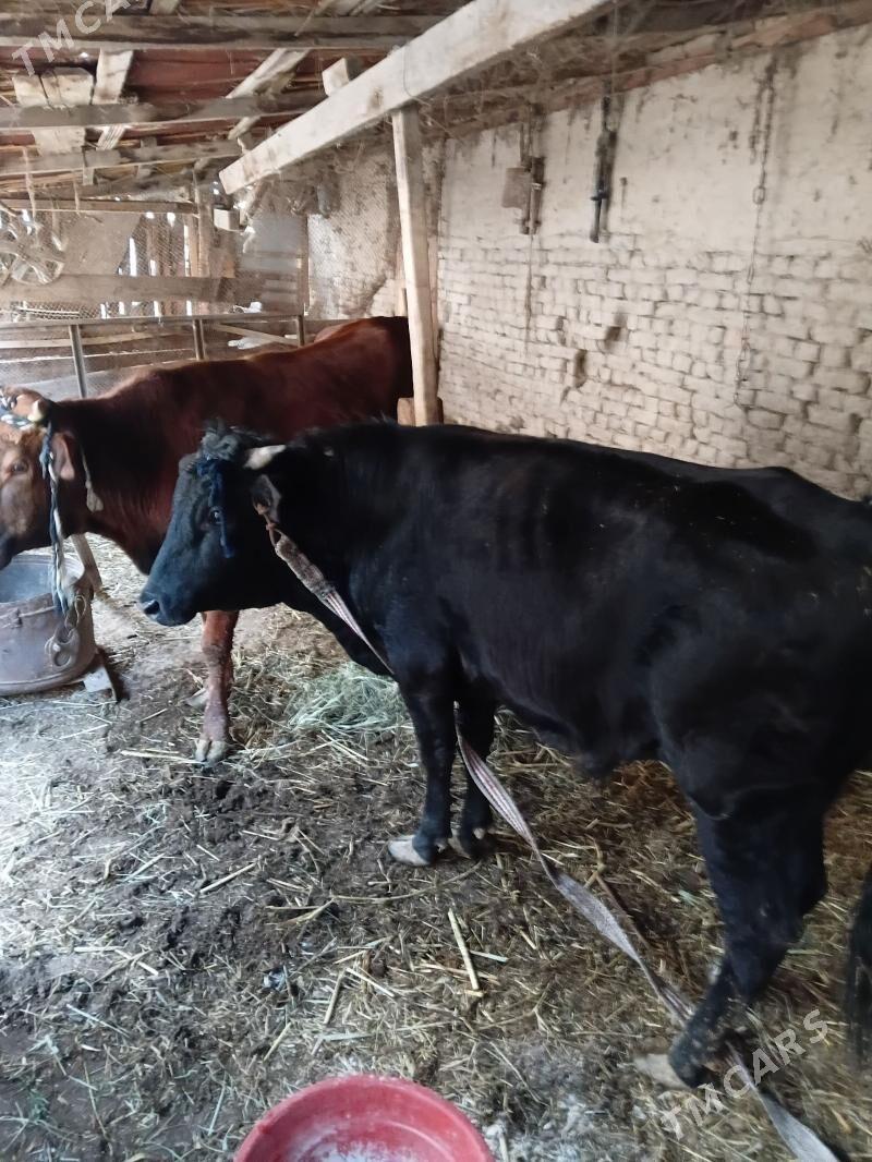 Öküz - Mary - img 1