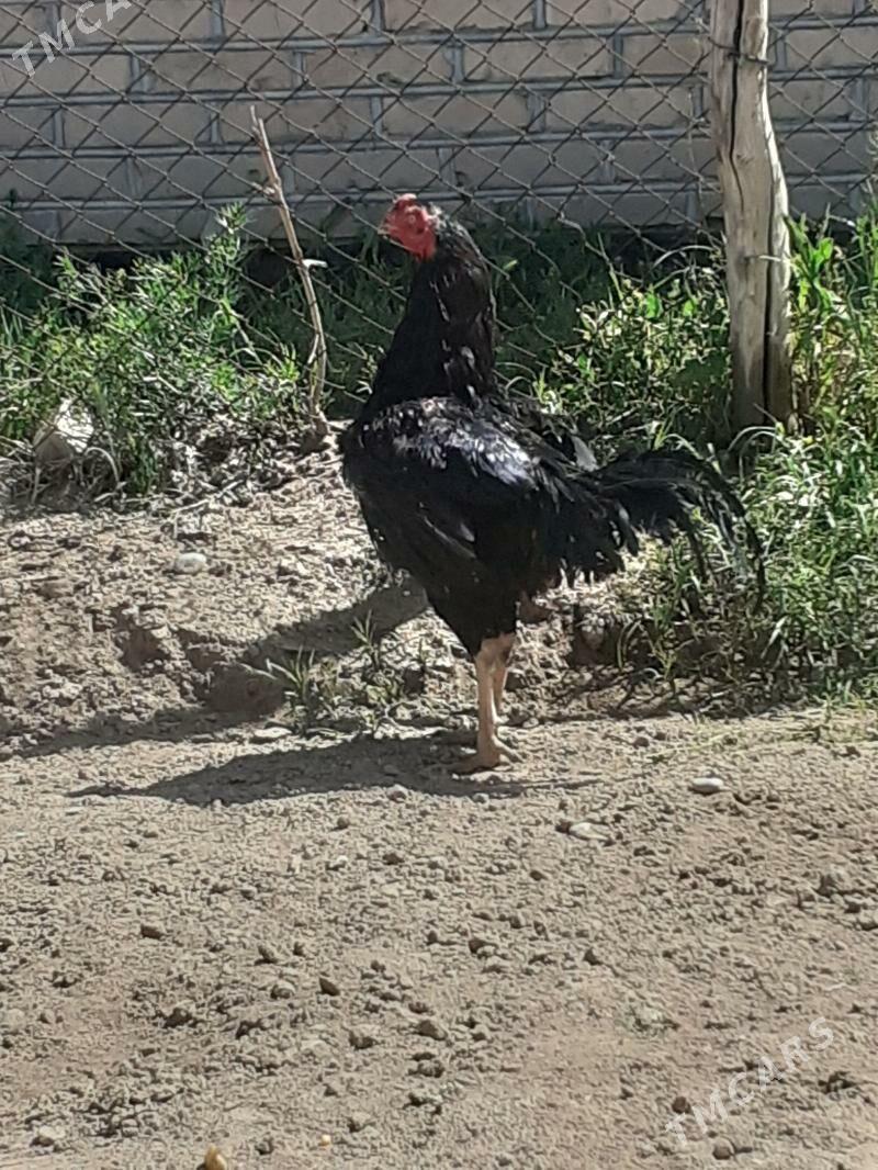 Baýsowy horaz Şammo - Baýramaly - img 1