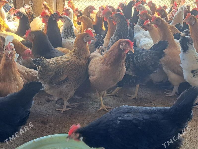 towuk - Çoganly - img 1