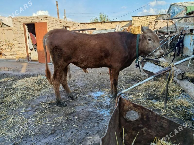 iki öküz - Türkmenabat - img 1