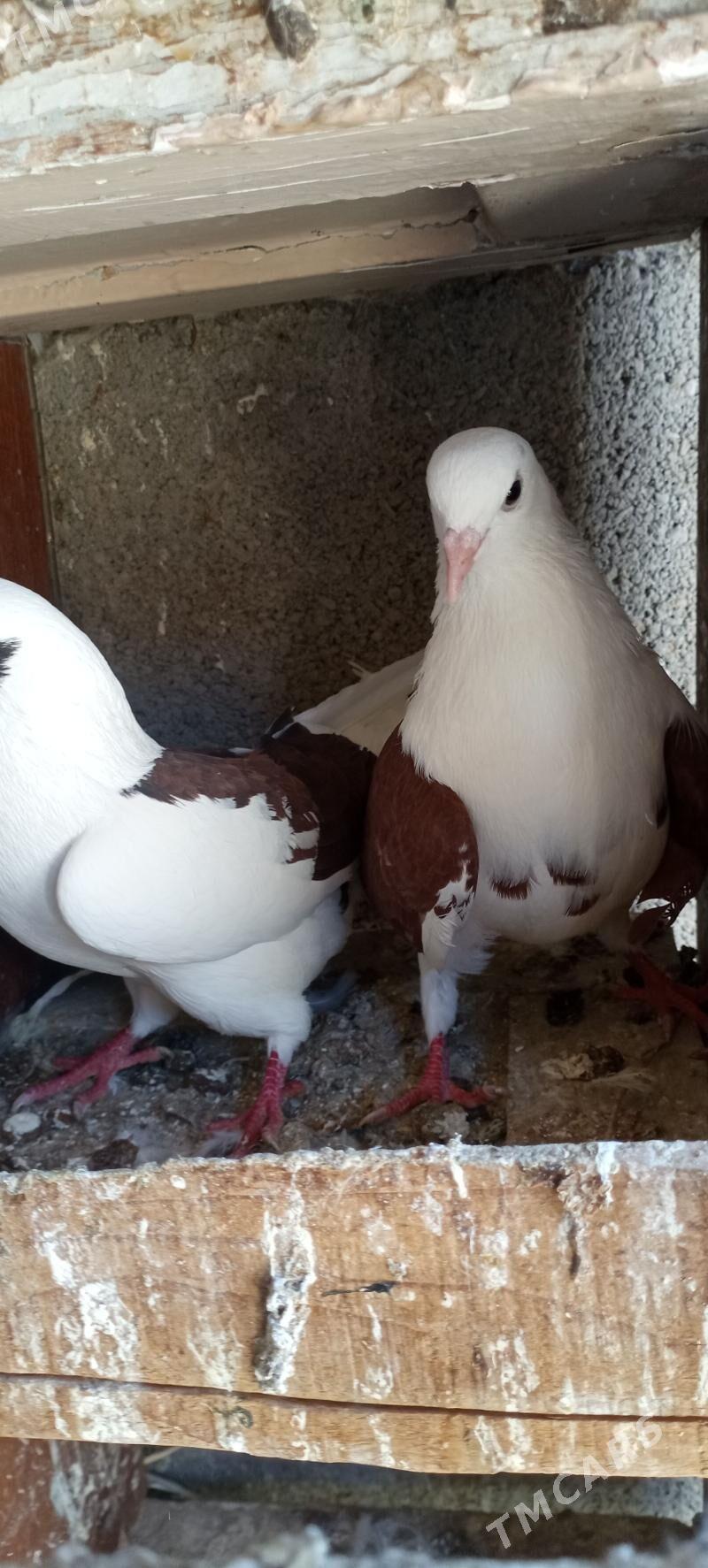 kepderi - Гёкдепе - img 1