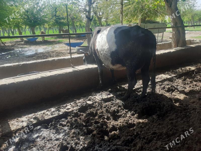 yetik bogaz - Sakar - img 1