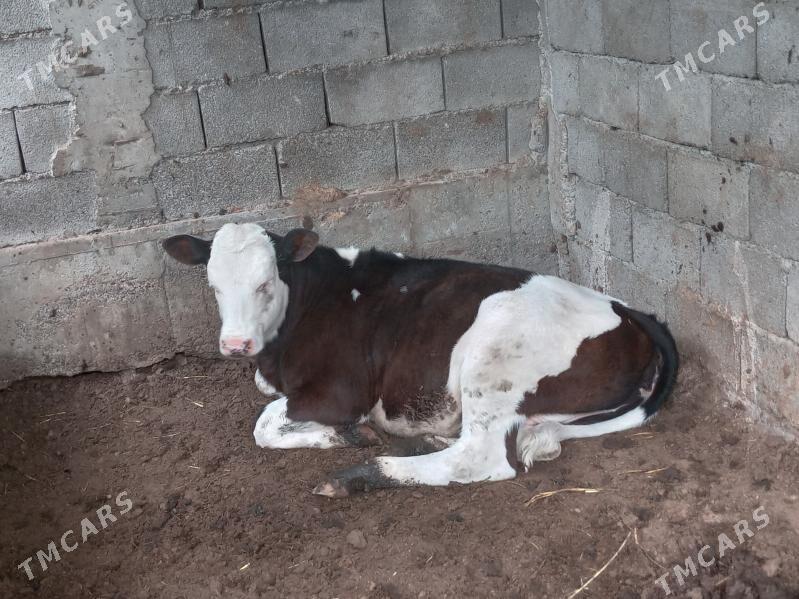 galsdeyin simental tuwe - Гёкдже - img 1