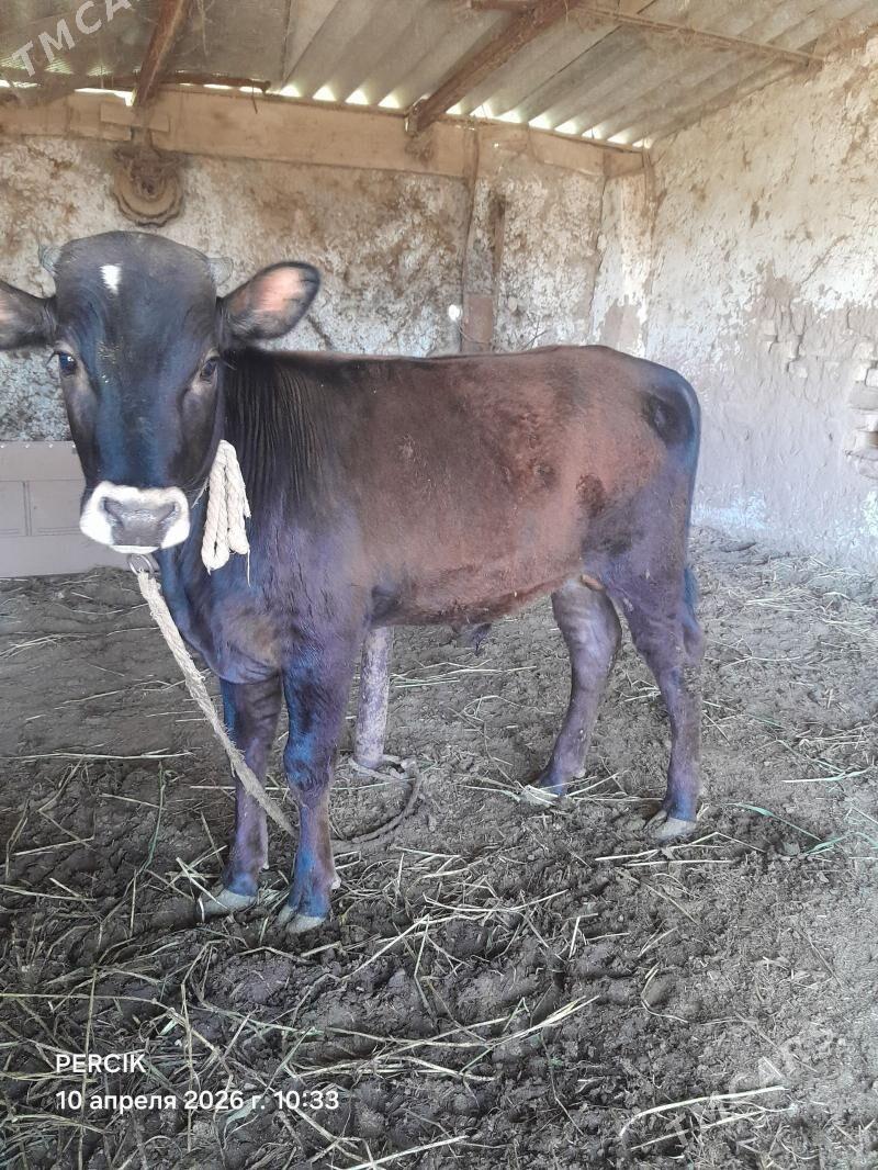 okuz - Бабадайхан - img 1