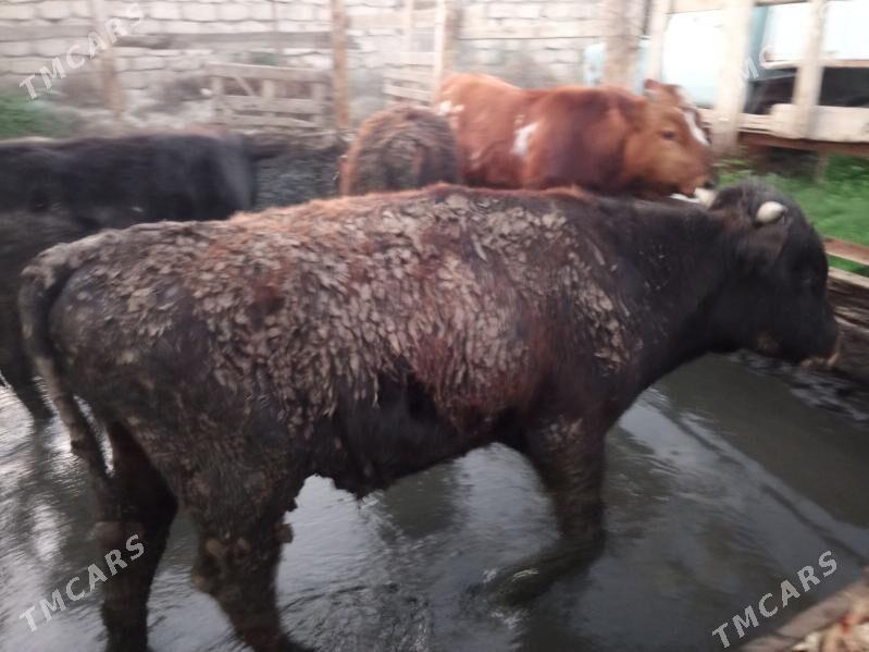 öküz - Gökdepe - img 1