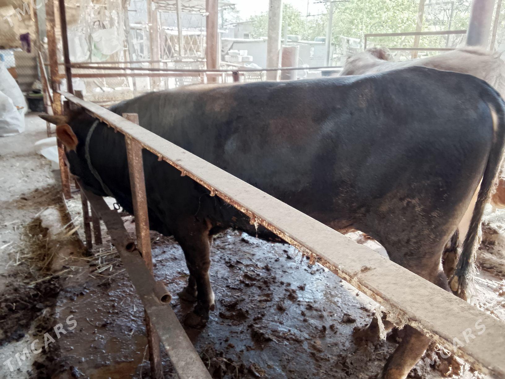 okuz - Aşgabat - img 1