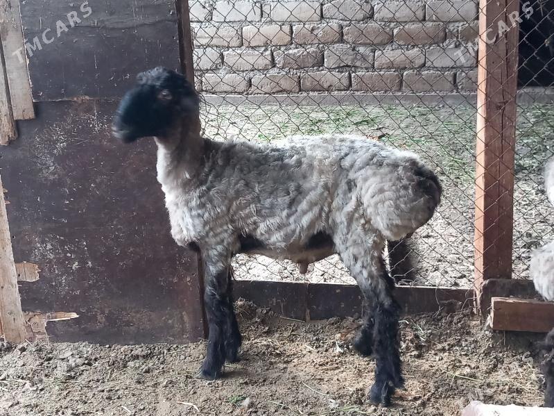 issek - Гёкдепе - img 1