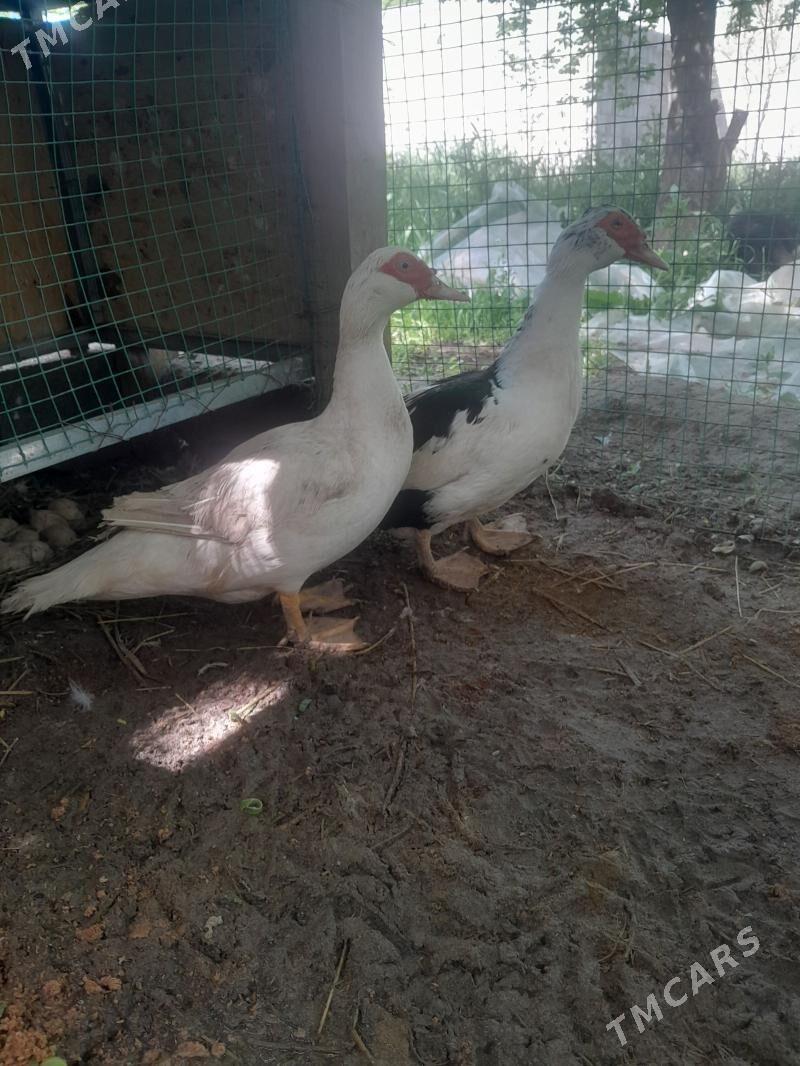 indawutga - Änew - img 1