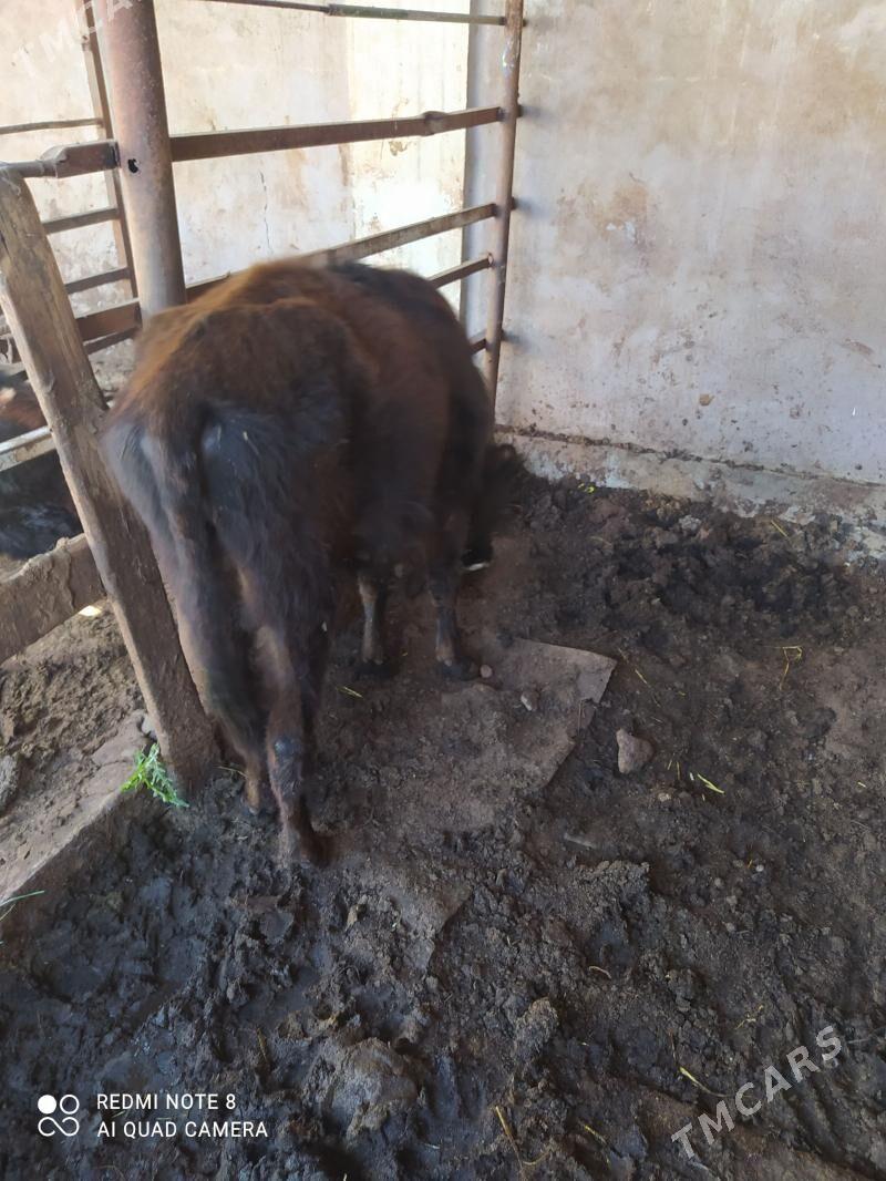 Ökyzçe - Garadamak - img 1