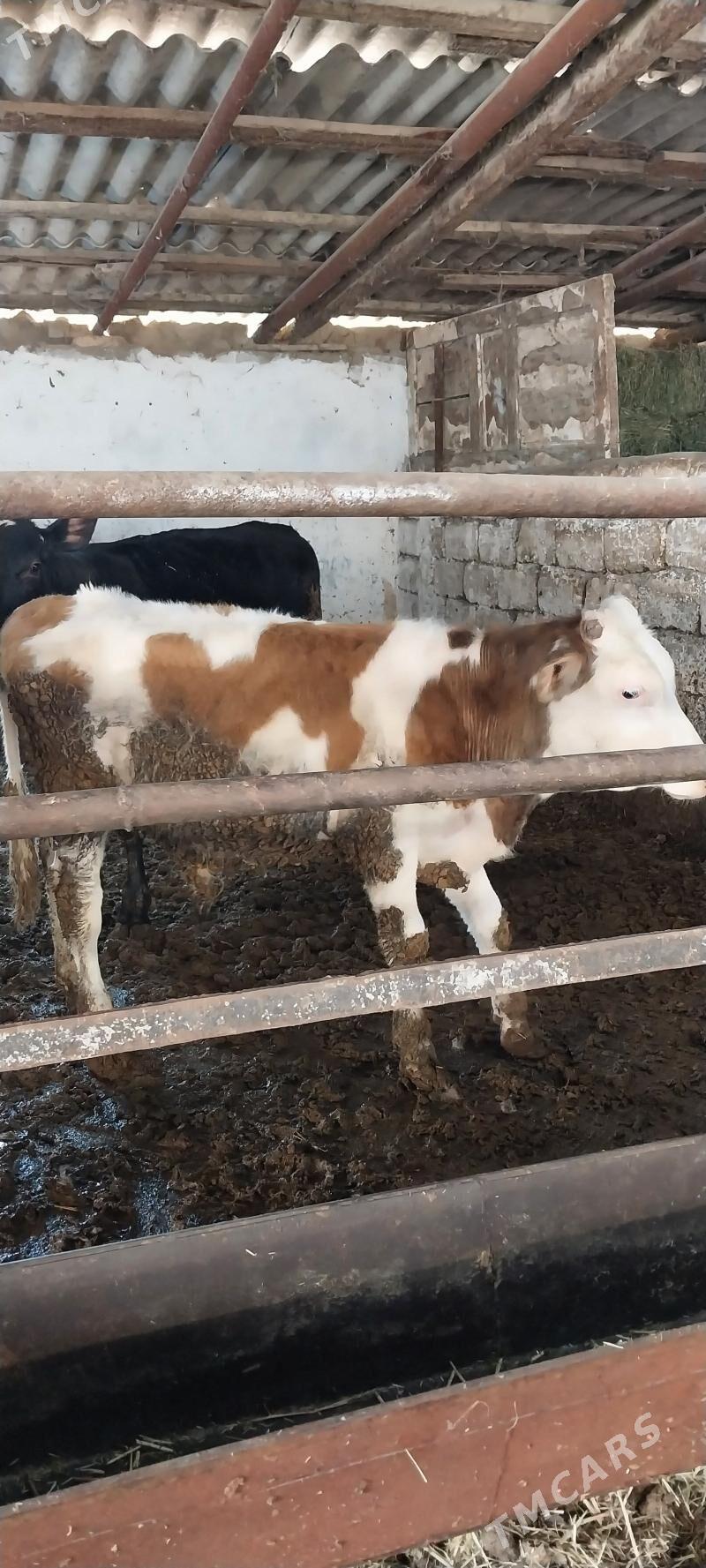 Simental Okuzce - Анев - img 1