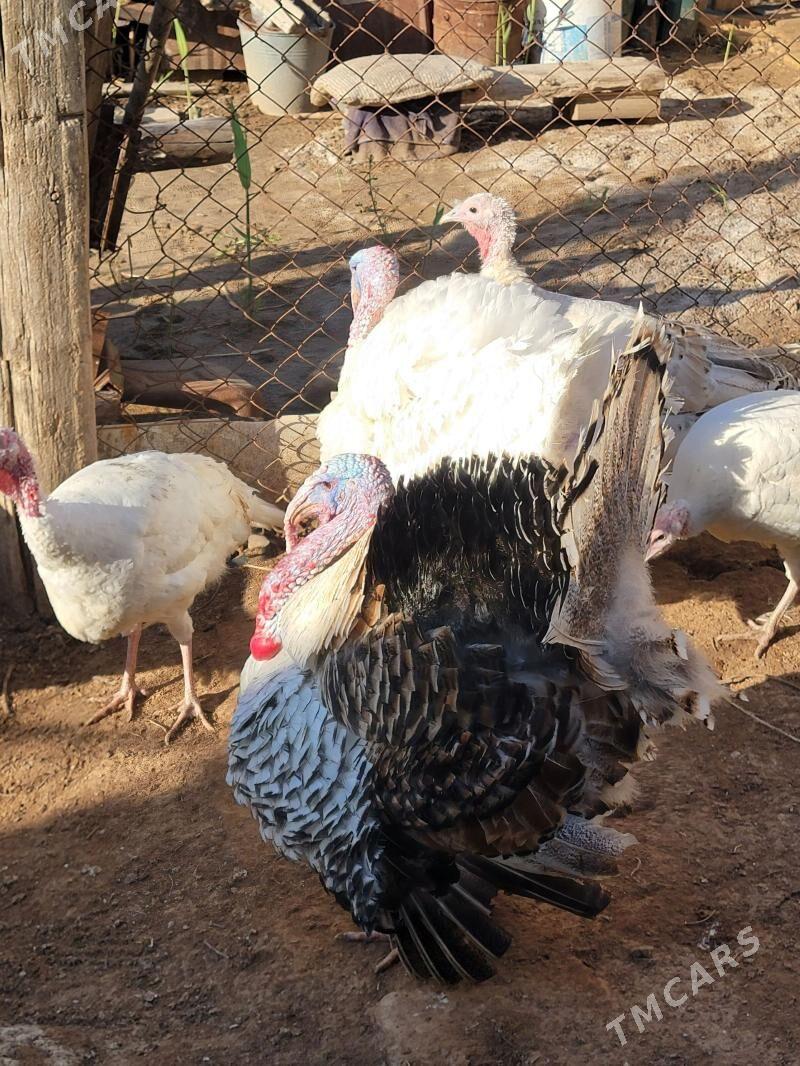 Induk horaz - Мургап - img 1