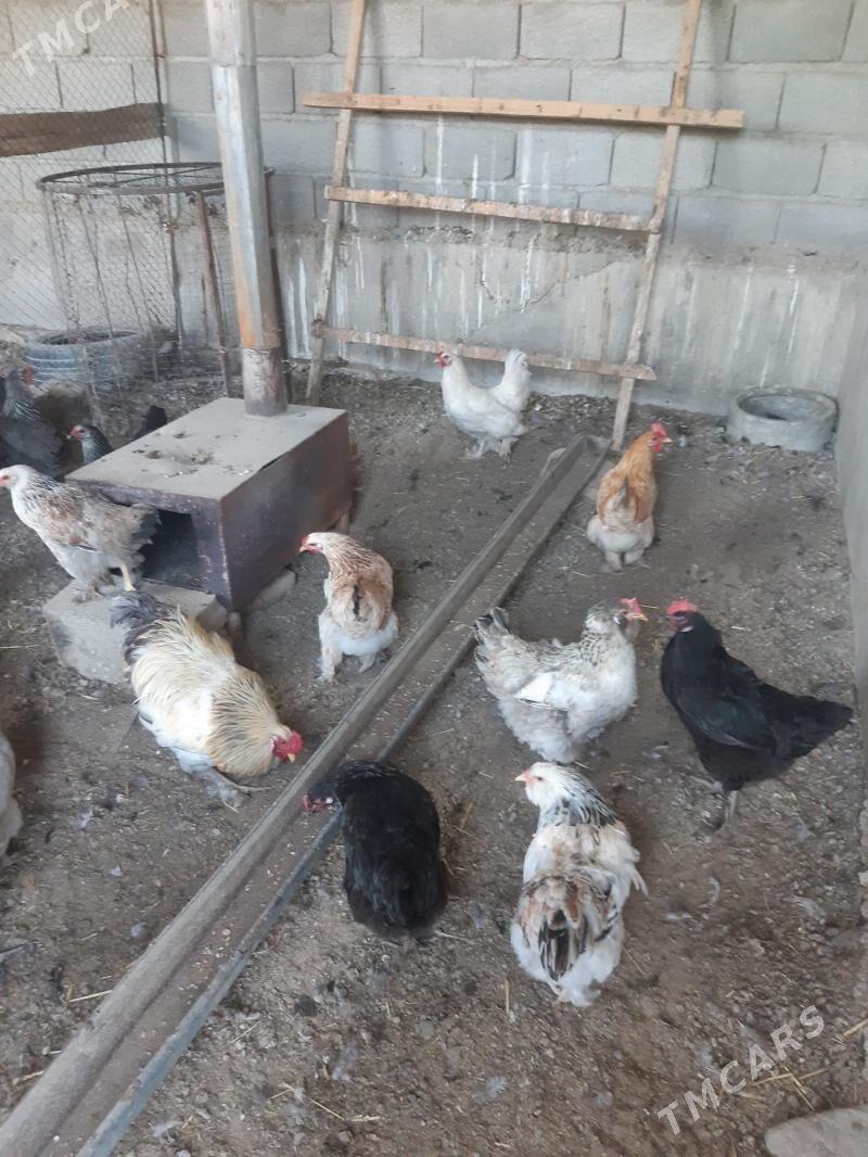 Brama Balgar - Бахарден - img 1