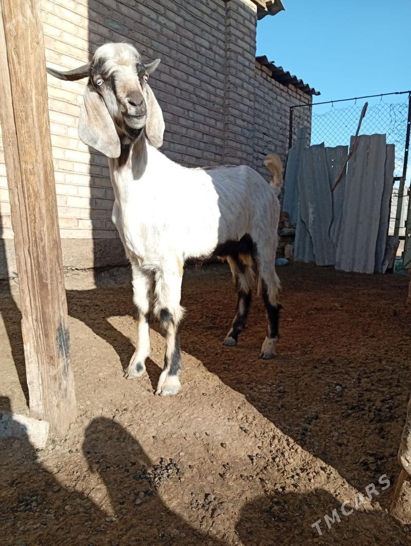 teke - Сакарчага - img 1