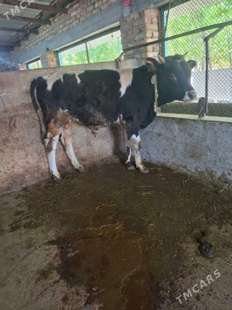 Okuz - Bäherden - img 1