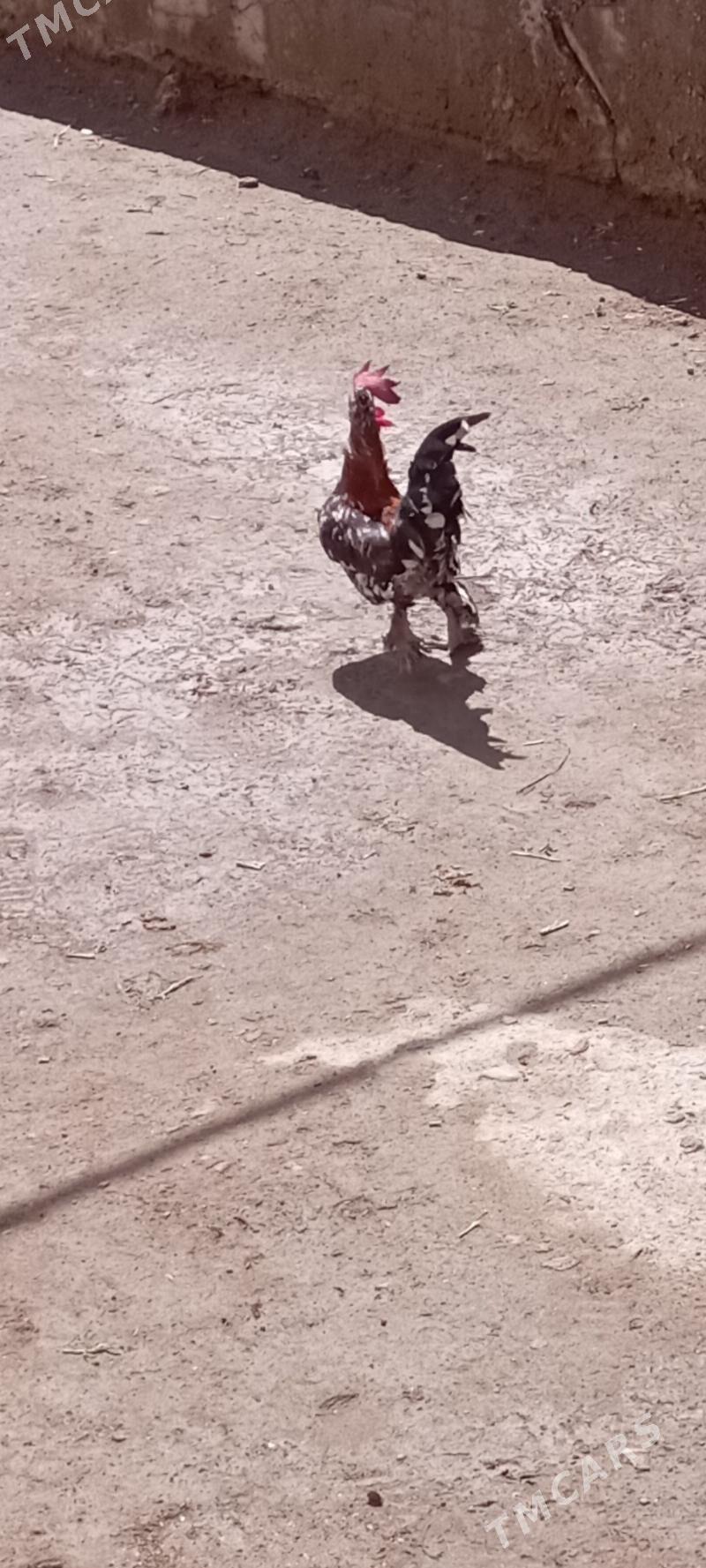 Horaz - Дашогуз - img 1