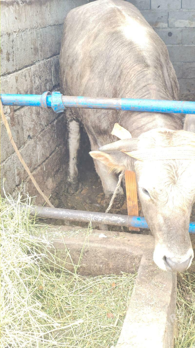 Okuz - Гёкдепе - img 1