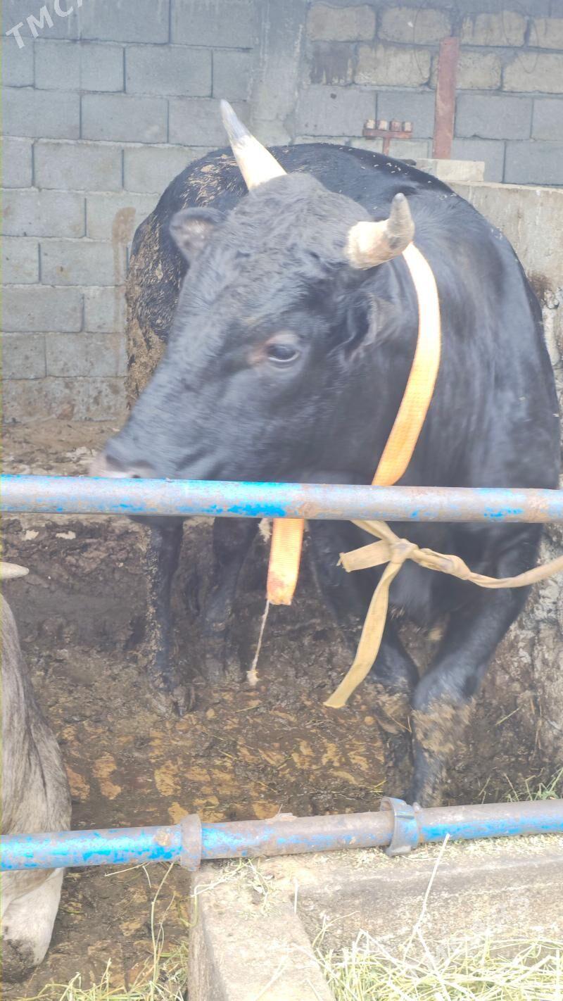 Okuz - Gökdepe - img 1