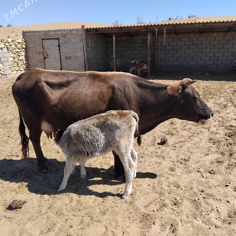 Tanaly sygyr - Эсенгулы - img 1