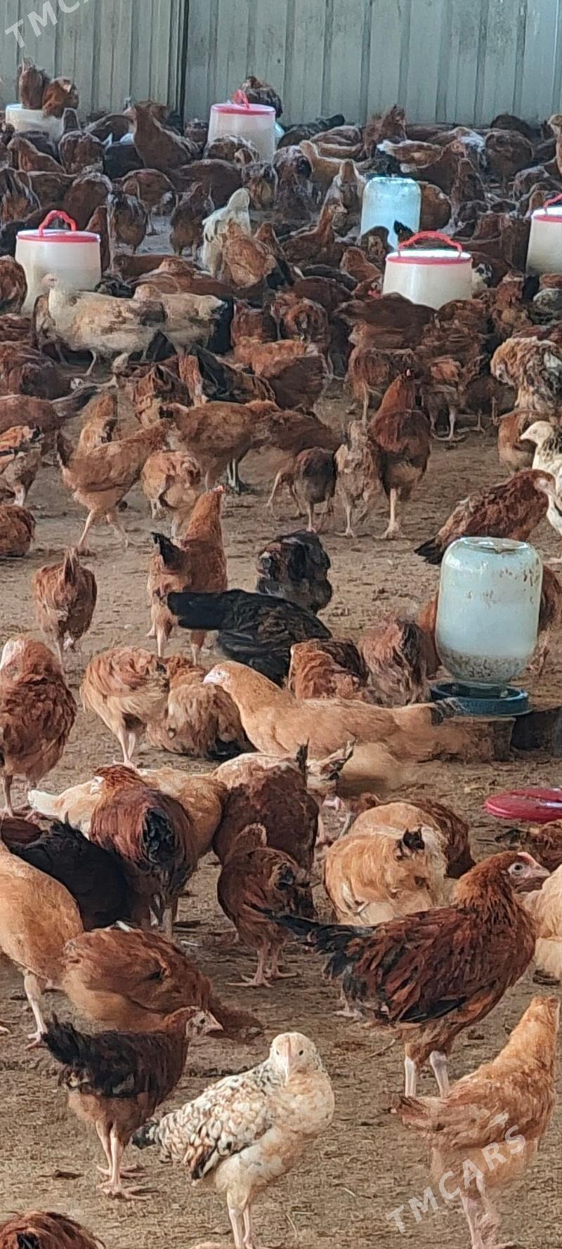 juyje - Гёкдепе - img 1