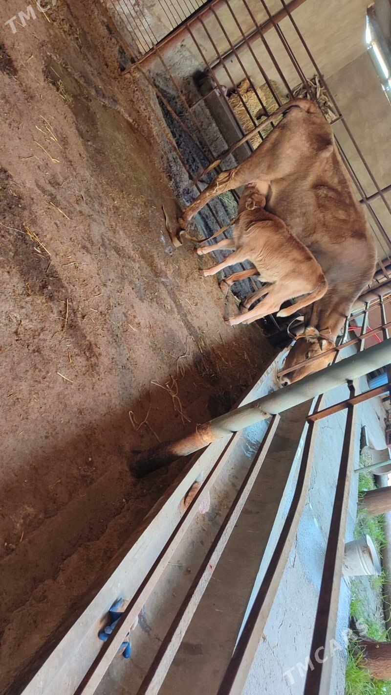 Goleli sygyr 1njy garny - Ашхабад - img 1