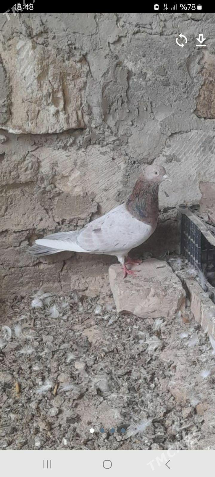 kepderi - Гызыларбат - img 1