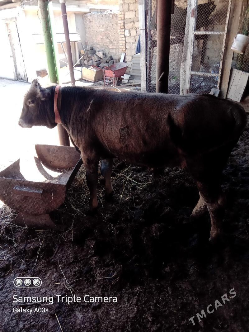 okuz - Ýaşlyk - img 1