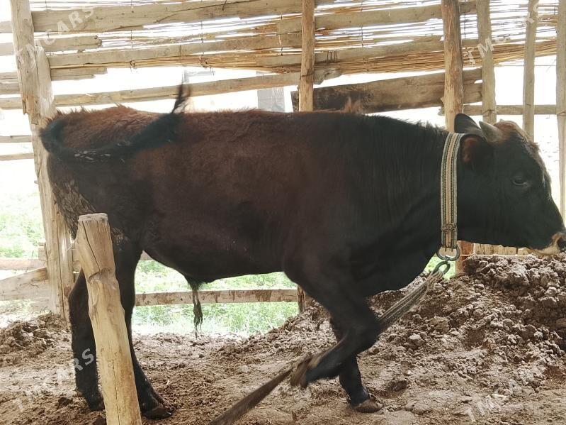 Öküz - Векильбазар - img 1