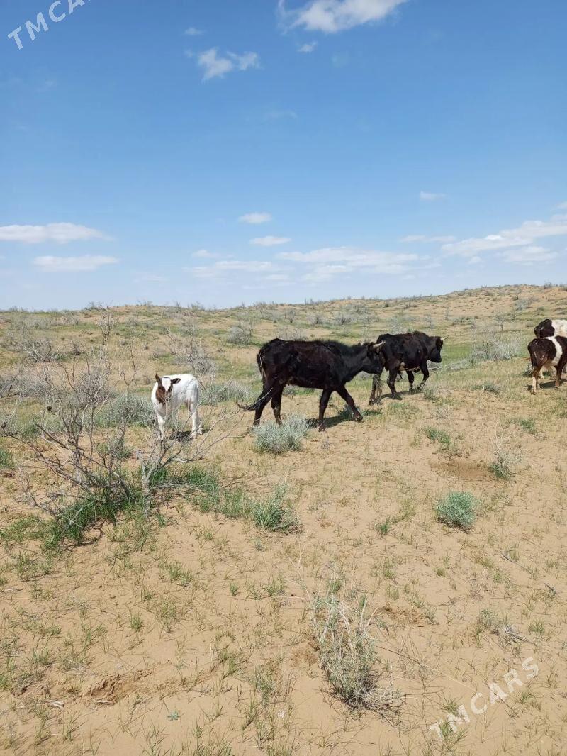 goleli sygyr - Джебел - img 1