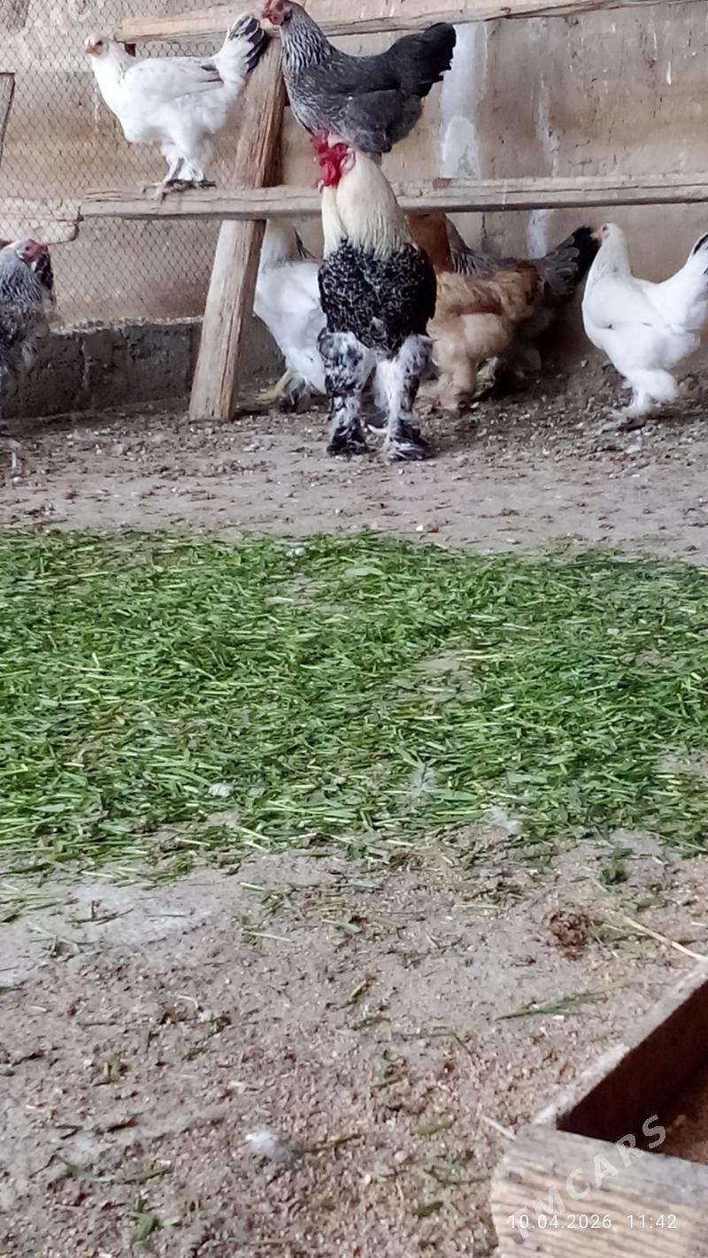 Balgar Horaz - Кипджак - img 1