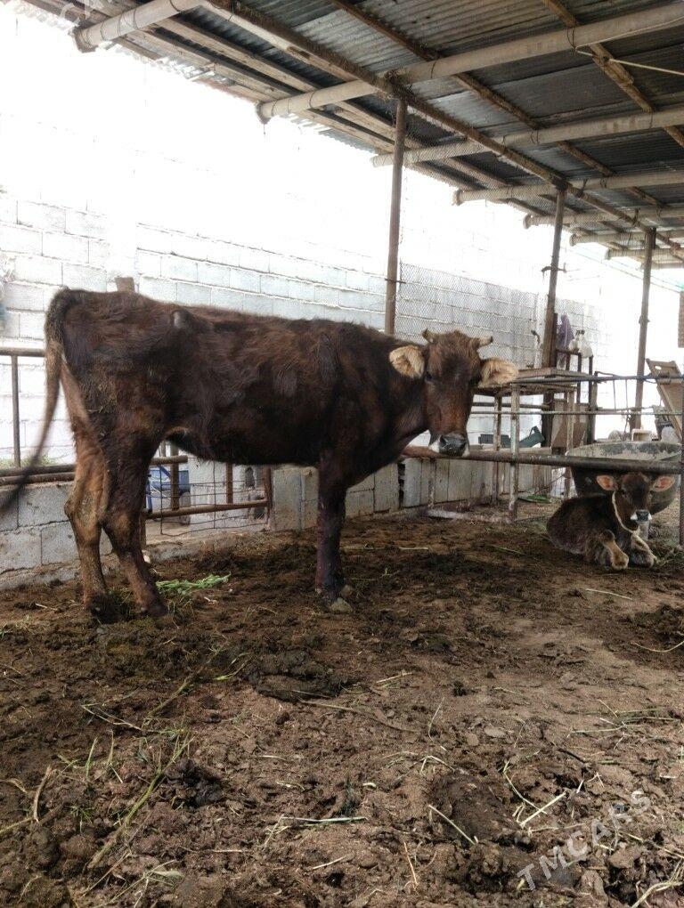 Gölelei sygyr - Büzmeýin - img 1