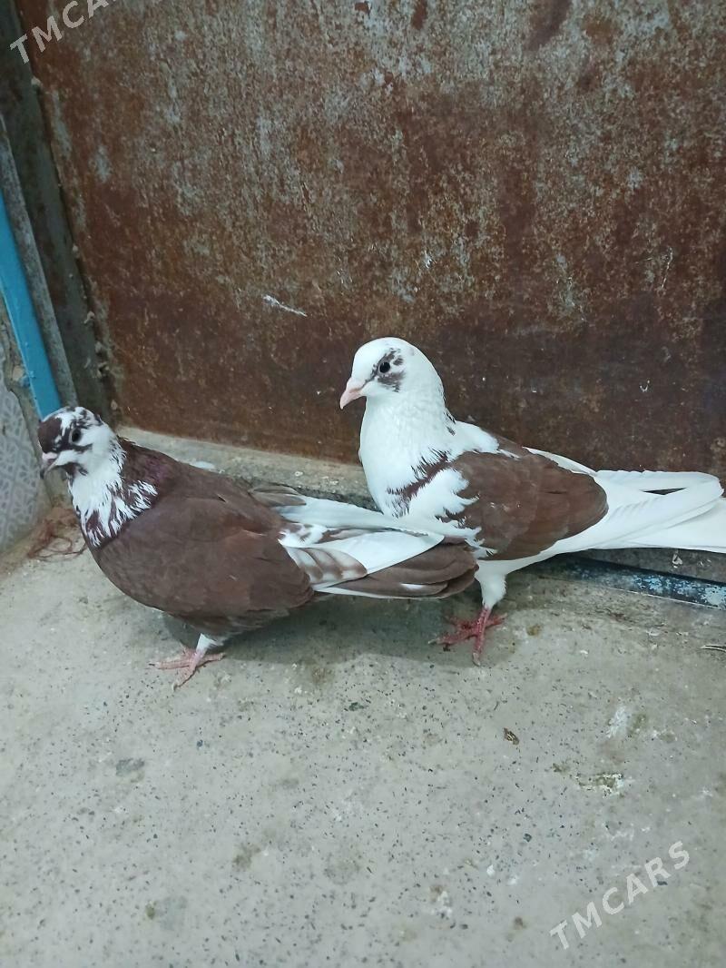 kepderi - Гызыларбат - img 1