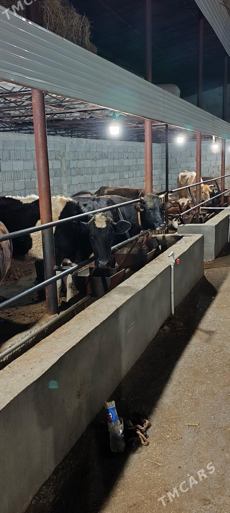 goleli we bogaz sygyrlar 11 sa - Гёкдепе - img 1