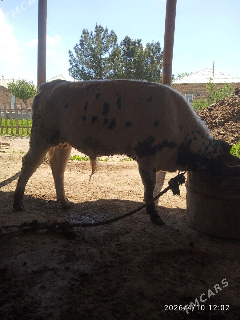 Tohum öküz - Babadaýhan - img 1