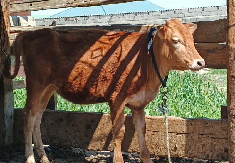 Tüwe - Бахарден - img 1