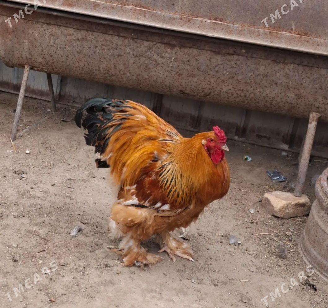 Brama horaz - Balkanabat - img 1